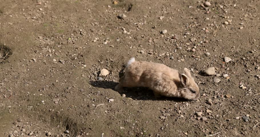 A small rabbit on the gray open ground, a fluffy rabbit captured while walking on the dry rocky surface of the park area