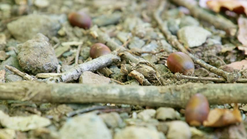 Acorns and twigs on the ground