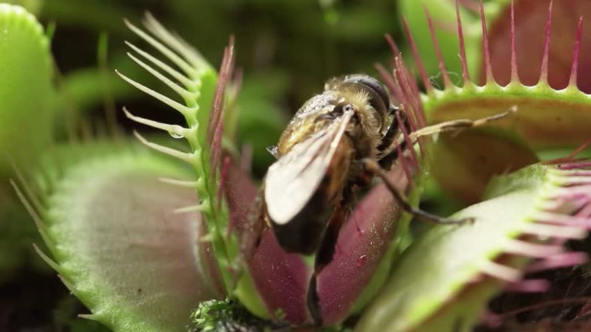 Slow Motion Venus Flytrap Capturing a Fly with Its Carnivorous Leaves in Close-Up