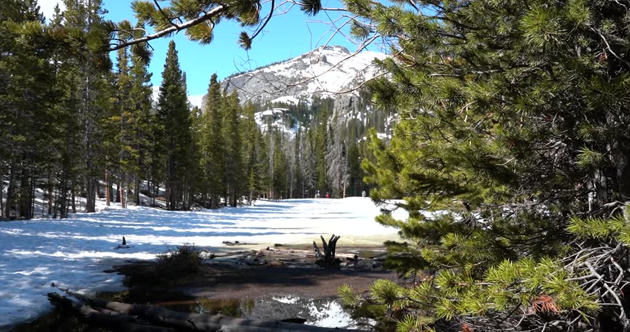 Frozen Nymph Lake behind evergreen tree in Rocky Mountain National Park, Colorado