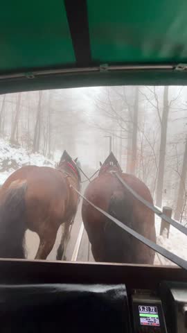 POV Point of view of two brown horses pulling a carriage on a snowy road through a dense, foggy forest in Schwangau, Bavaria, Germany, offering a unique winter travel experience