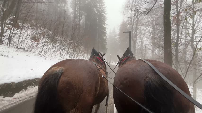 POV Point of view of two brown horses pulling a carriage on a snowy road through a dense, foggy forest in Schwangau, Bavaria, Germany, offering a unique winter travel experience
