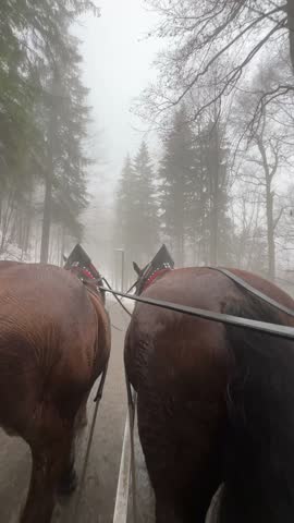 POV Point of view of two brown horses pulling a carriage on a snowy road through a dense, foggy forest in Schwangau, Bavaria, Germany, offering a unique winter travel experience