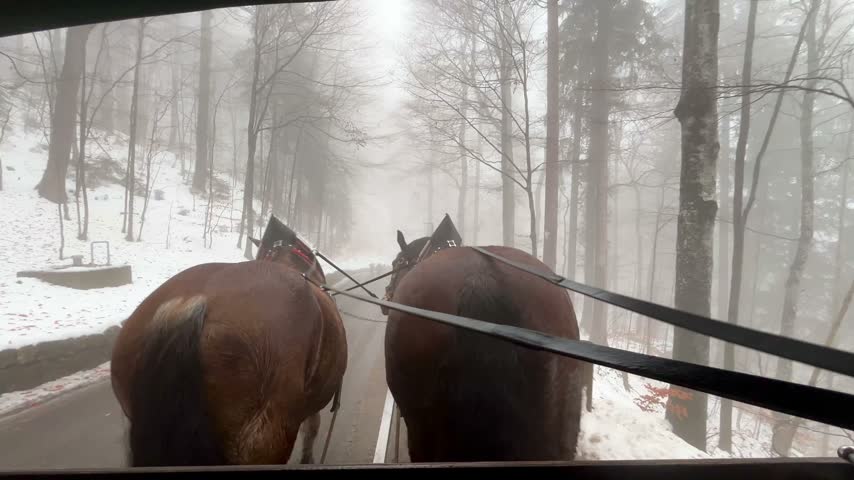 POV Point of view of two brown horses pulling a carriage on a snowy road through a dense, foggy forest in Schwangau, Bavaria, Germany, offering a unique winter travel experience