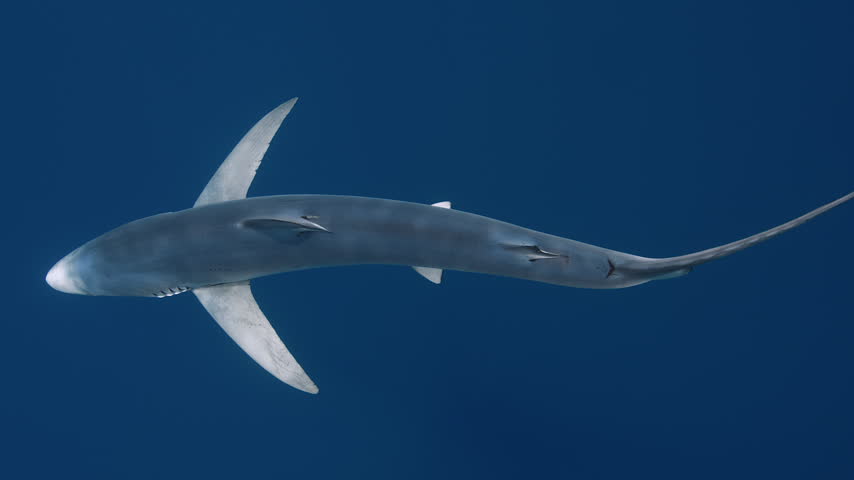 Top View of a Blue Shark Swimming Through the Open Ocean

A blue shark swims through clear blue water, filmed from directly above. The overhead perspective reveals its streamlined body, distinctive fins and natural movement in the open ocean.