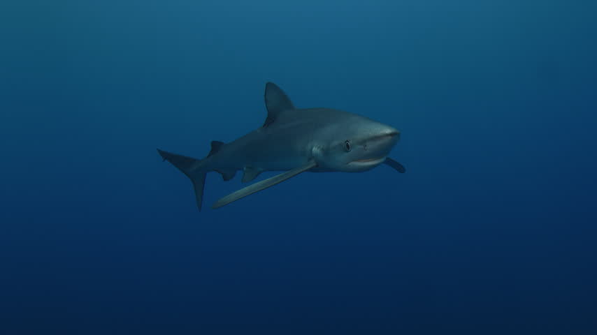 Blue Shark Swimming Through the Open Blue Ocean

A blue shark swims calmly through clear blue water in the open ocean. Underwater footage captures the streamlined body and natural movement of this pelagic predator.