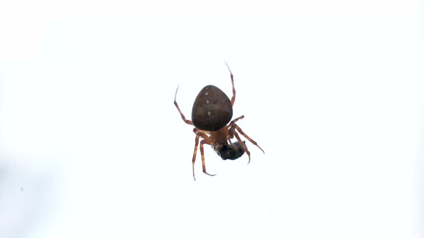 Macro View of Garden Orb Weaver Spider Catching Wasp Prey in Spiral Web