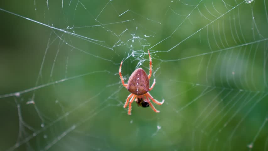 Macro View of Garden Orb Weaver Spider Catching Wasp Prey in Spiral Web