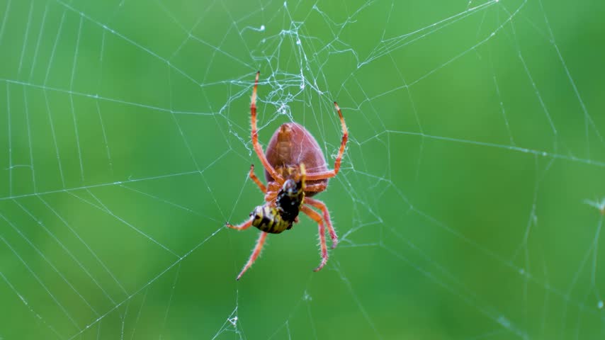 Macro View of Garden Orb Weaver Spider Catching Wasp Prey in Spiral Web