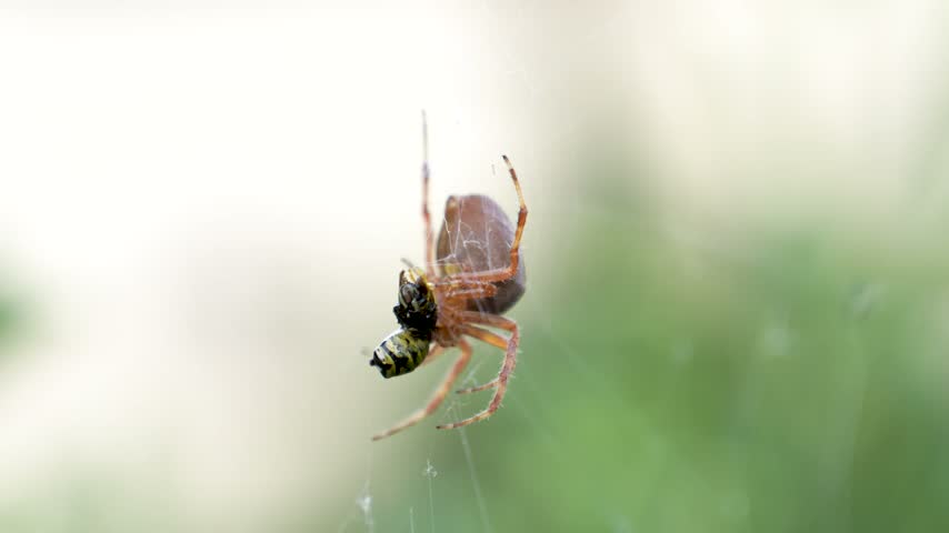 Macro View of Garden Orb Weaver Spider Catching Wasp Prey in Spiral Web