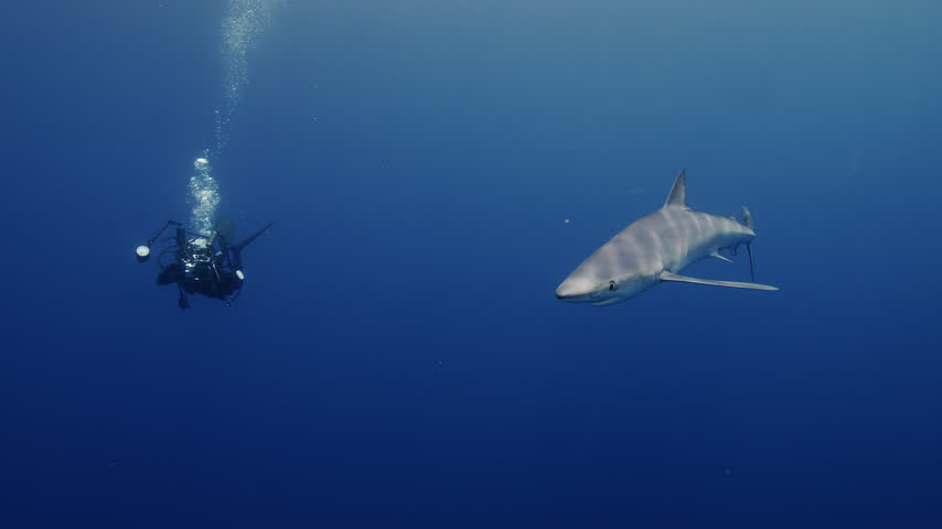Underwater Photographer Capturing a Blue Shark in the Open Ocean

A scuba diver photographs a blue shark swimming through clear blue water. Underwater footage captures a close encounter between a marine predator and a wildlife photographer in the open ocean.