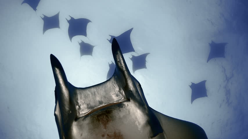 Group of Mobula Rays Swimming in Blue Water with One Approaching the Camera

A group of mobula rays swims through clear blue ocean water as one ray approaches the camera at close range. Underwater footage captures their natural movement and schooling behavior.