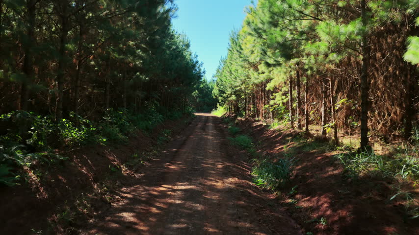 Sunlight illuminates a dirt road cutting through a dense pine forest.