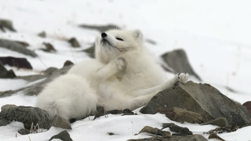  An Arctic fox sits calmly among snow-covered stones, displaying its thick insulating fur, compact body, and bushy tail, adaptations that help it survive the freezing Arctic environment.