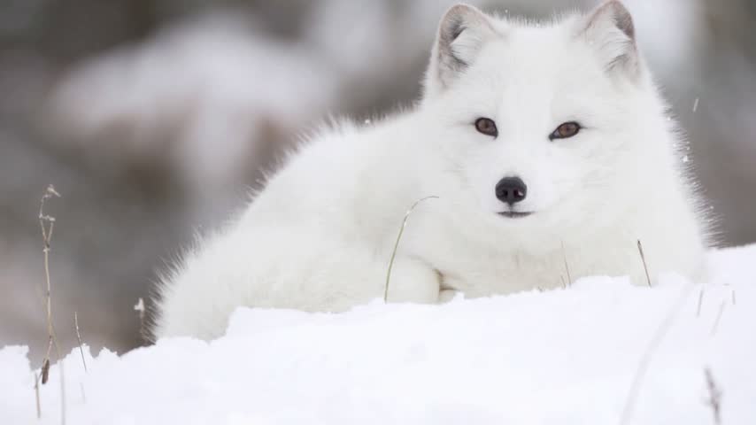 An Arctic fox resting calmly on snow-covered ground in its natural polar habitat. Its dense, insulating fur and compact body help it retain heat and survive the freezing temperatures of the Arctic wilderness.