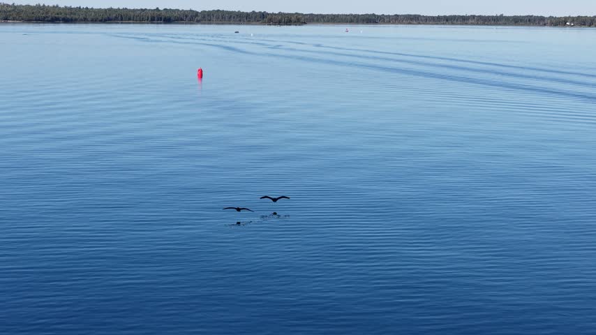 Two dark waterbirds fly low over striped ripples in Lake Huron as they pass a bright red navigation buoy near Hessel Michigan.
