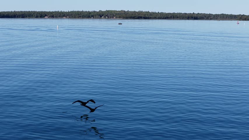 Two dark waterbirds glide just above the rippled surface of Lake Huron with their reflections beneath them near Hessel Michigan.
