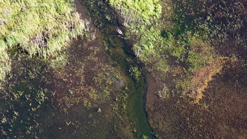 A straight down drone shot traces a narrow green water channel between light reeds and darker marsh plants near Hessel Michigan.