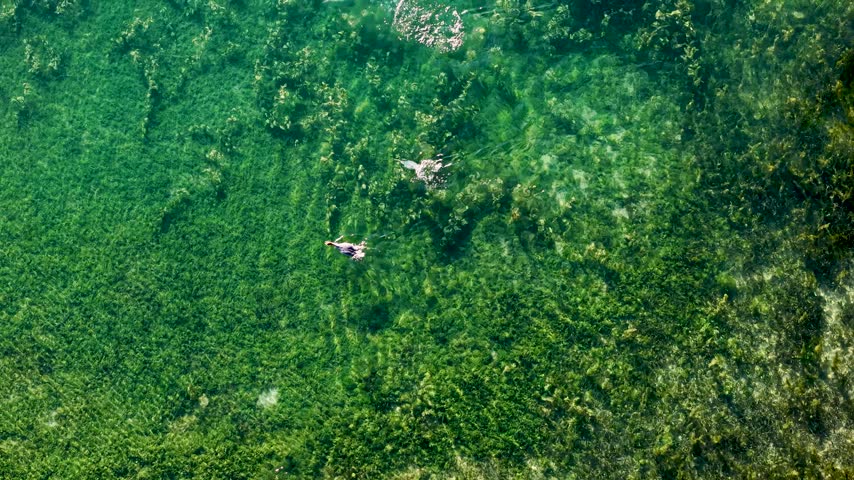 An aerial view follows a Merganser swimming over submerged vegetation and pale rocks in the clear green water of Lake Huron near Hessel Michigan.