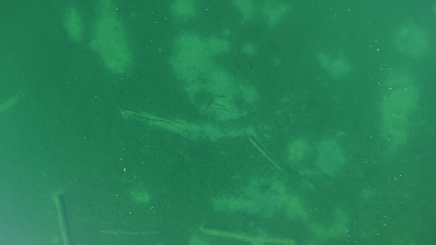An overhead drone view reveals submerged logs and pale patches on the lakebed beneath clear green Lake Huron water near Hessel Michigan.