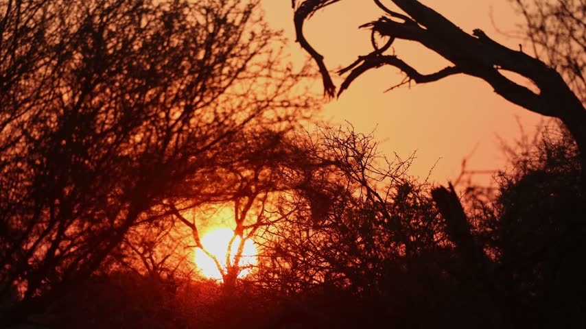 The rising sun shines through silhouetted trees across a peaceful Mashatu Game Reserve landscape in Botswana.