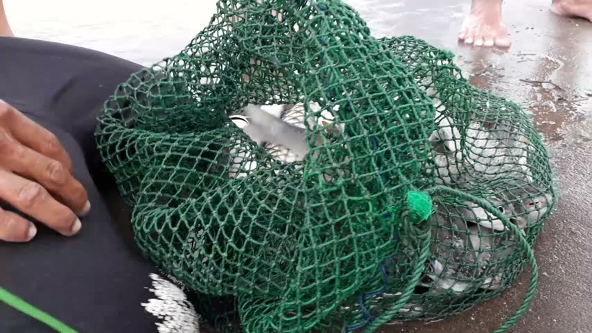 Freshly caught silver fish fill a green fishing net on wet sand as barefoot fishermen stand around it in Payao, Negros Occidental, Philippines