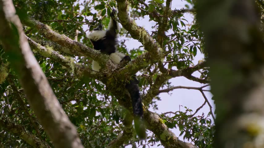 Close up of an endangered black and white ruffed lemur sitting on a high tree branch and eating green leaves in the wild; Mantadia National Park, Madagascar.