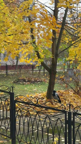 A hooded crow sits on a fence on an autumn day against the backdrop of a yellow maple tree.