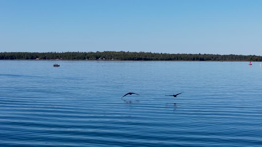 Two dark waterbirds fly low across rippled Lake Huron water with a distant group perched offshore near the wooded Hessel coast.