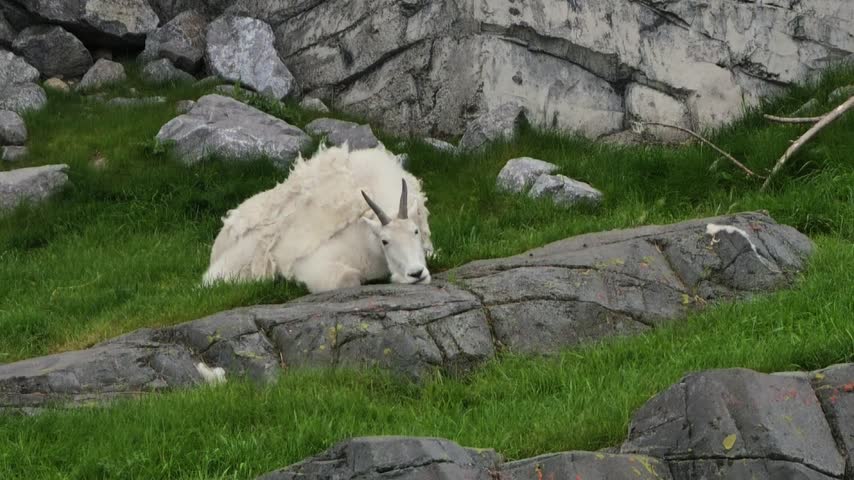Mountain goat with thick white winter coat and curved horns, resting calmly on a large rock amid alpine grass and grey stones in a rugged high-altitude habitat. Species: Oreamnos americanus