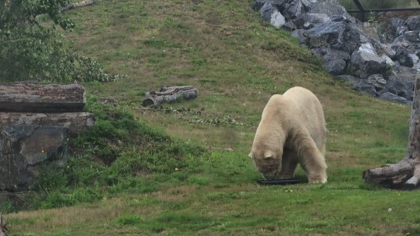 Polar bear, a powerful arctic predator, walking purposefully across its naturalistic habitat with green grass and rocks, representing strength and wild nature. Species: Ursus maritimus