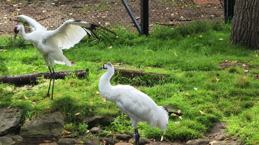 Whooping cranes, endangered species, standing gracefully on lush green grass with one bird stretching wings, highlighting wildlife conservation and natural habitat preservation efforts. Grus americana