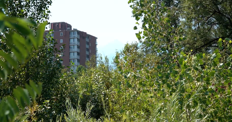 High rise apartment building through foliage in Boulder, Colorado