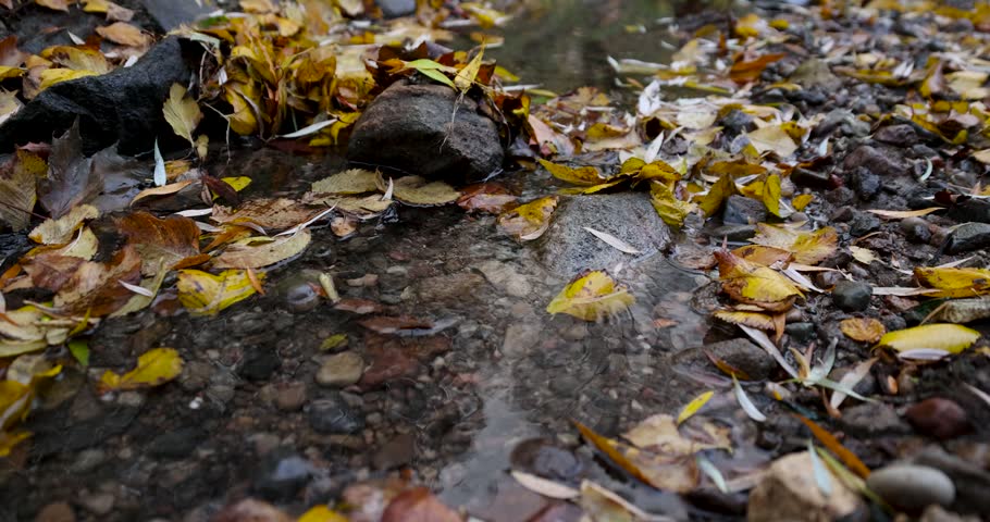 Colorful autumn maple leaves in the water of a forest spring, fallen maple leaves cover the moist soil and coastal stones in the city garden