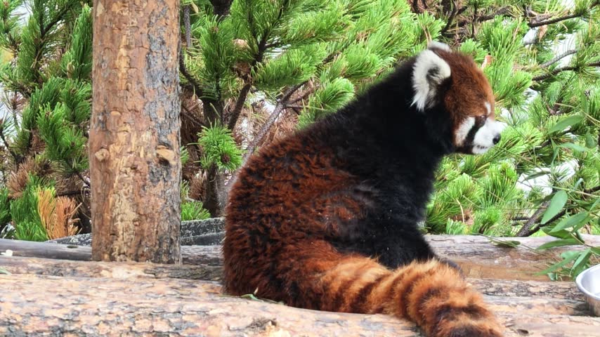 Red panda or Ailurus fulgens, sitting on weathered log with thick, striped tail visible, looking away in lush green forest with pine trees, highlighting wildlife and natural beauty
