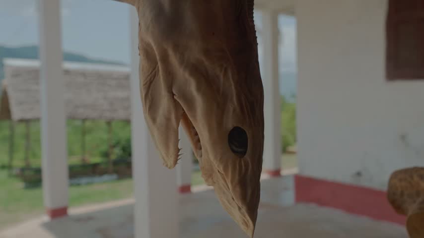 Cinematic tilt up shot of a large preserved dried shark specimen hanging from the corrugated roof of a rustic building in Nosy Be, Madagascar.
