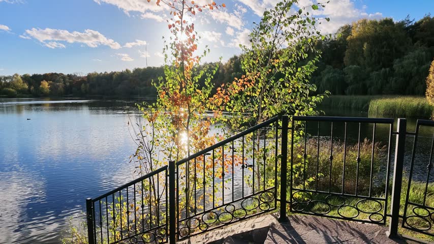 Young birch trees with orange and green leaves by a lake and metal railing in sunny backlight.
