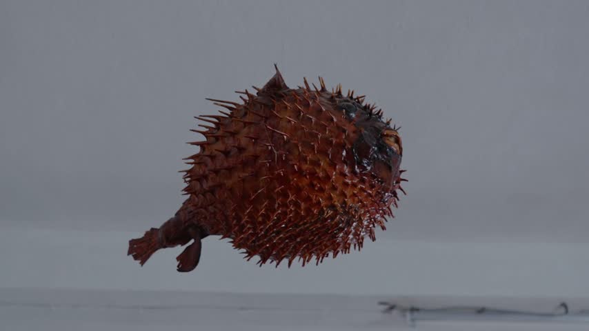 Low angle view looking up at a dried and inflated brown porcupine pufferfish covered in spikes hanging from a white ceiling.
