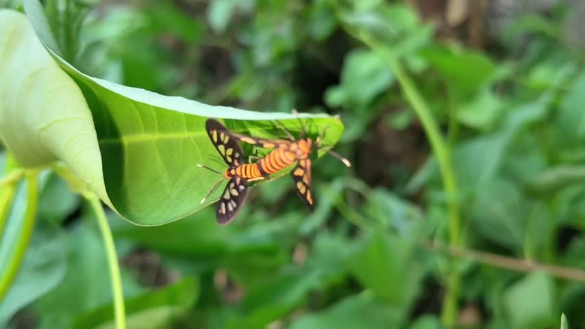 Two vibrant orange and black tiger moths are mating while resting underneath a lush green leaf in a natural outdoor environment.