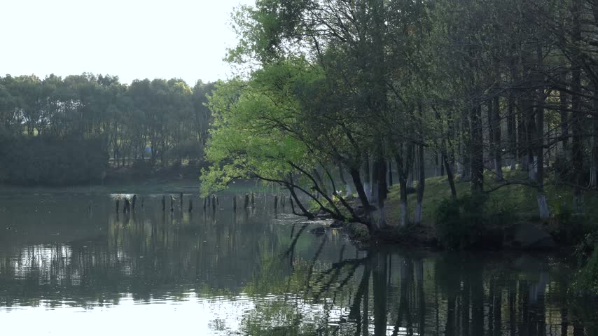 A tranquil lake shore lined with lush green trees and reflections on the water surface.