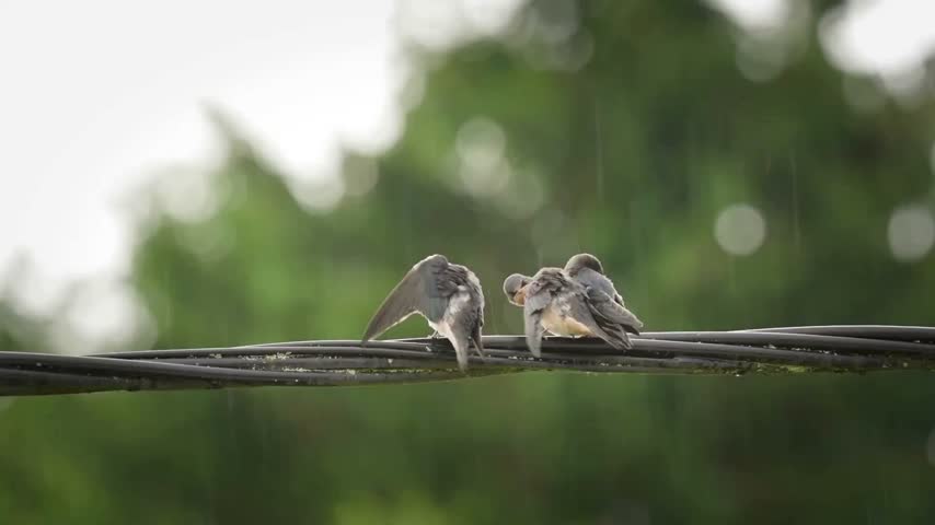 Small bird perched on wire cable in rain storm outdoors