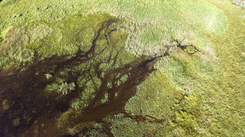 An overhead drone view shows dark branching water channels spreading through a sunlit green marsh near Hessel Michigan.