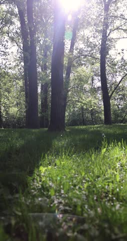 landscape in the park with green grass and trees with green foliage in the spring season in warm sunny weather, deciduous trees with green foliage and lush green grass in the park