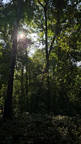 walk through a forest path 