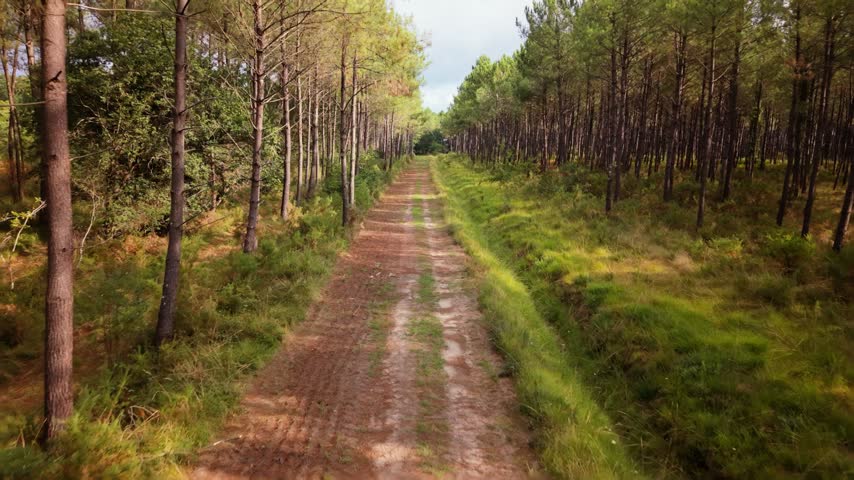 Forest path surrounded by pines and trees in Landes France