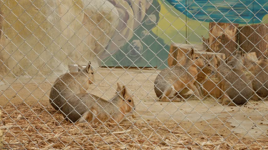 Patagonian maras are seen in a zoo enclosure. They are exploring their environment and interacting with each other while resting on the ground.