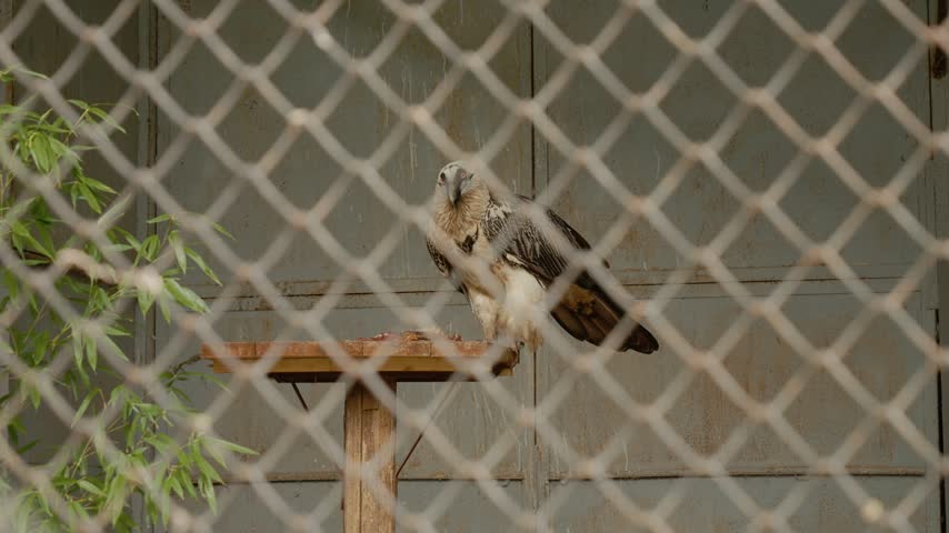 Gypaetus barbatus stands on a wooden perch inside a wildlife center, observed through a wire fence. The setting shows the bird in a prepared area with some greenery.