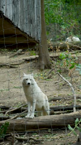 Vertical video of white wolf sitting in natural wildlife sanctuary