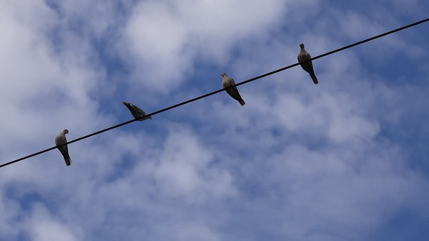Pigeons or Doves Perching on Overhead Wires and Taking Flight in Slow Motion