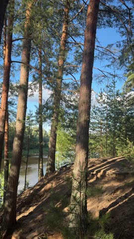 Pine Trees Along a River on a Sunlit Slope